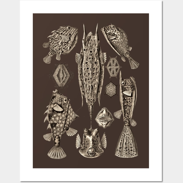 Ernst Haeckel Ostraciontes Fish  Wenge Wall Art by Scientistudio